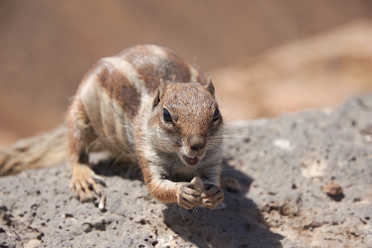 gophers chipmunk nager free photo