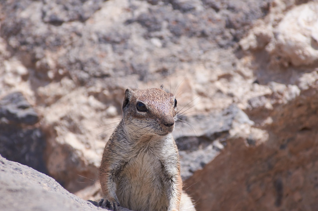 gophers sweet nager free photo