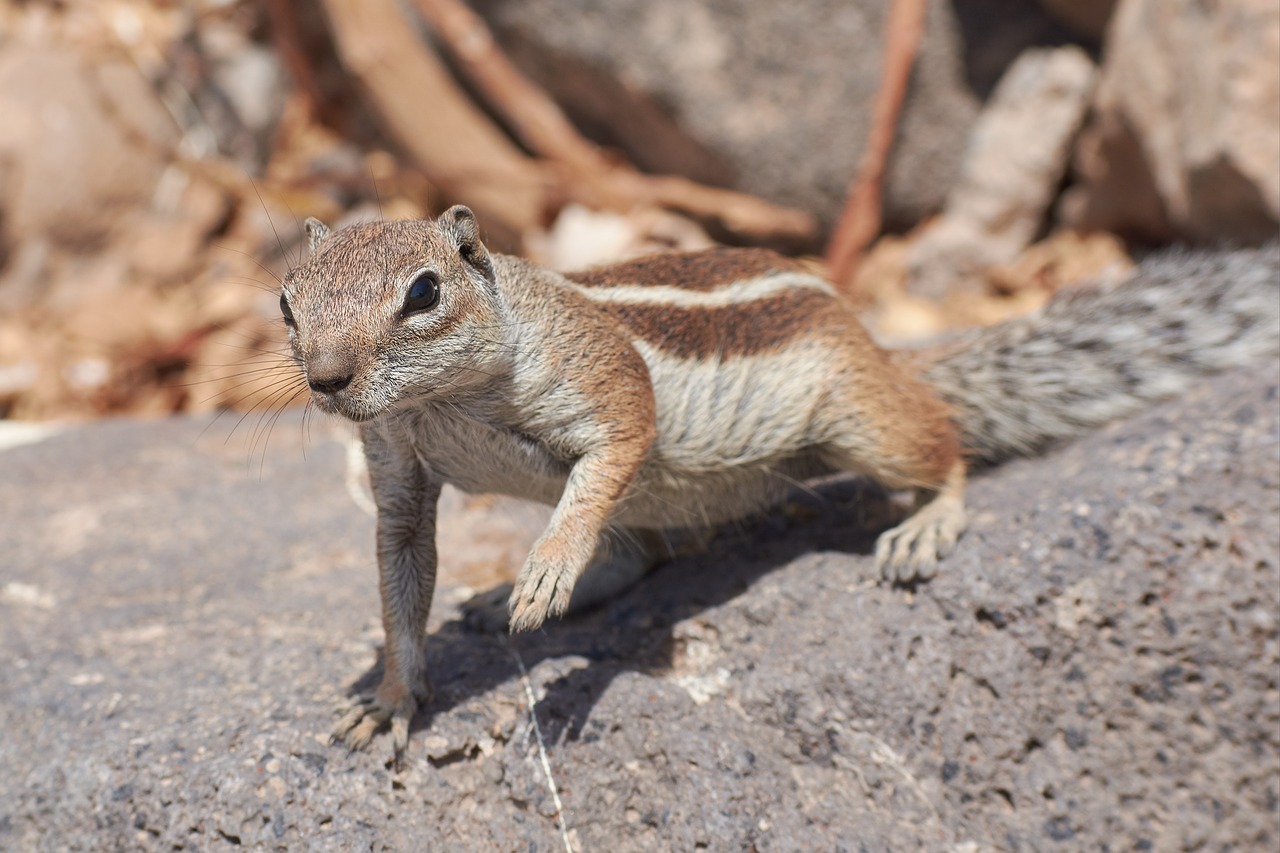 gophers sweet nager free photo