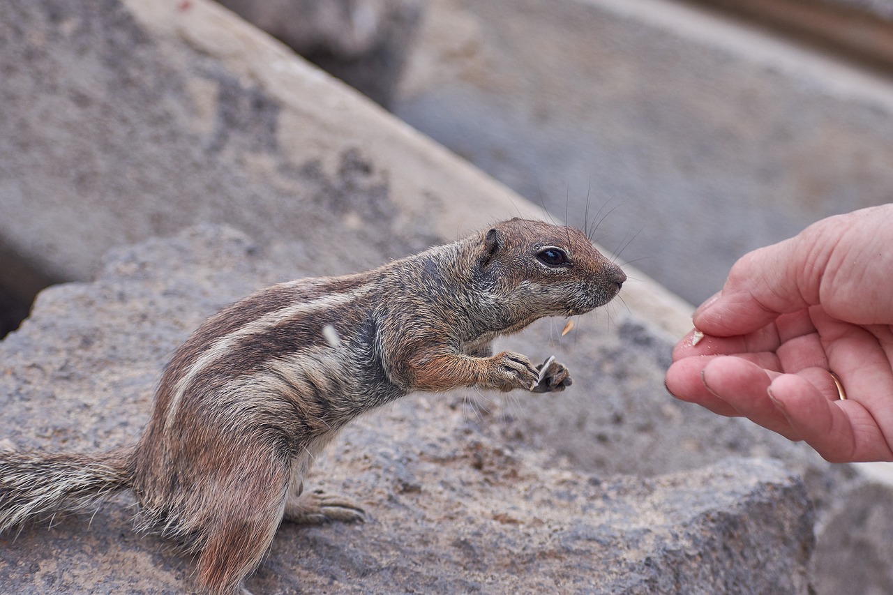 gophers feed hand free photo