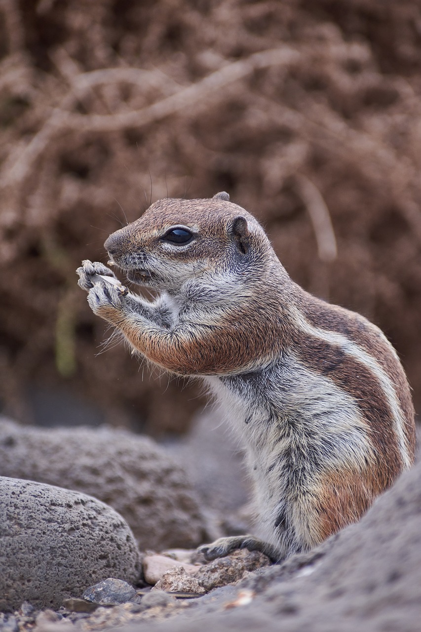 gophers tame sweet free photo