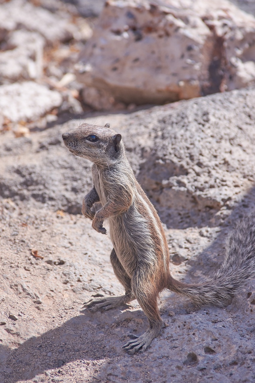 gophers  nature  animal world free photo