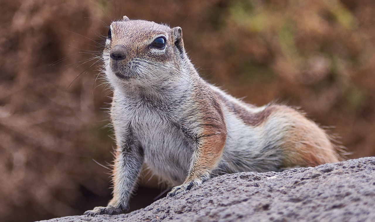 gophers  nature  animal world free photo