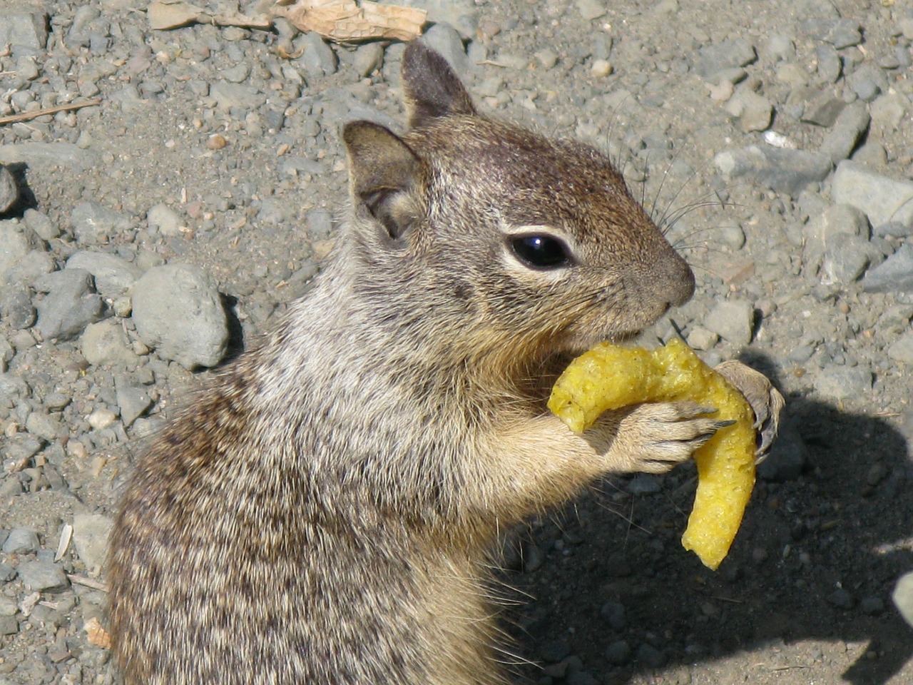 gophers fast food junky chips free photo