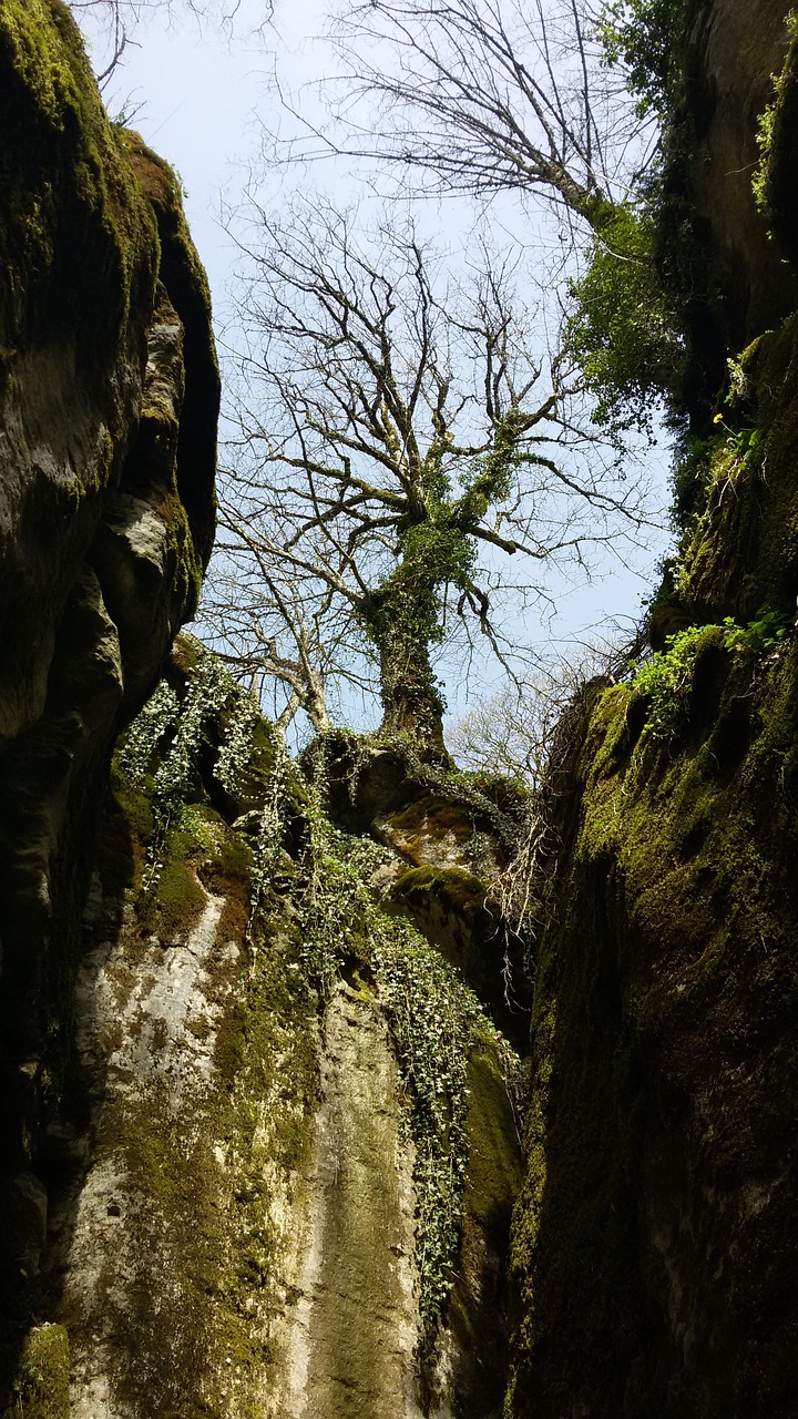 gorge tree in spring rocky gorge free photo