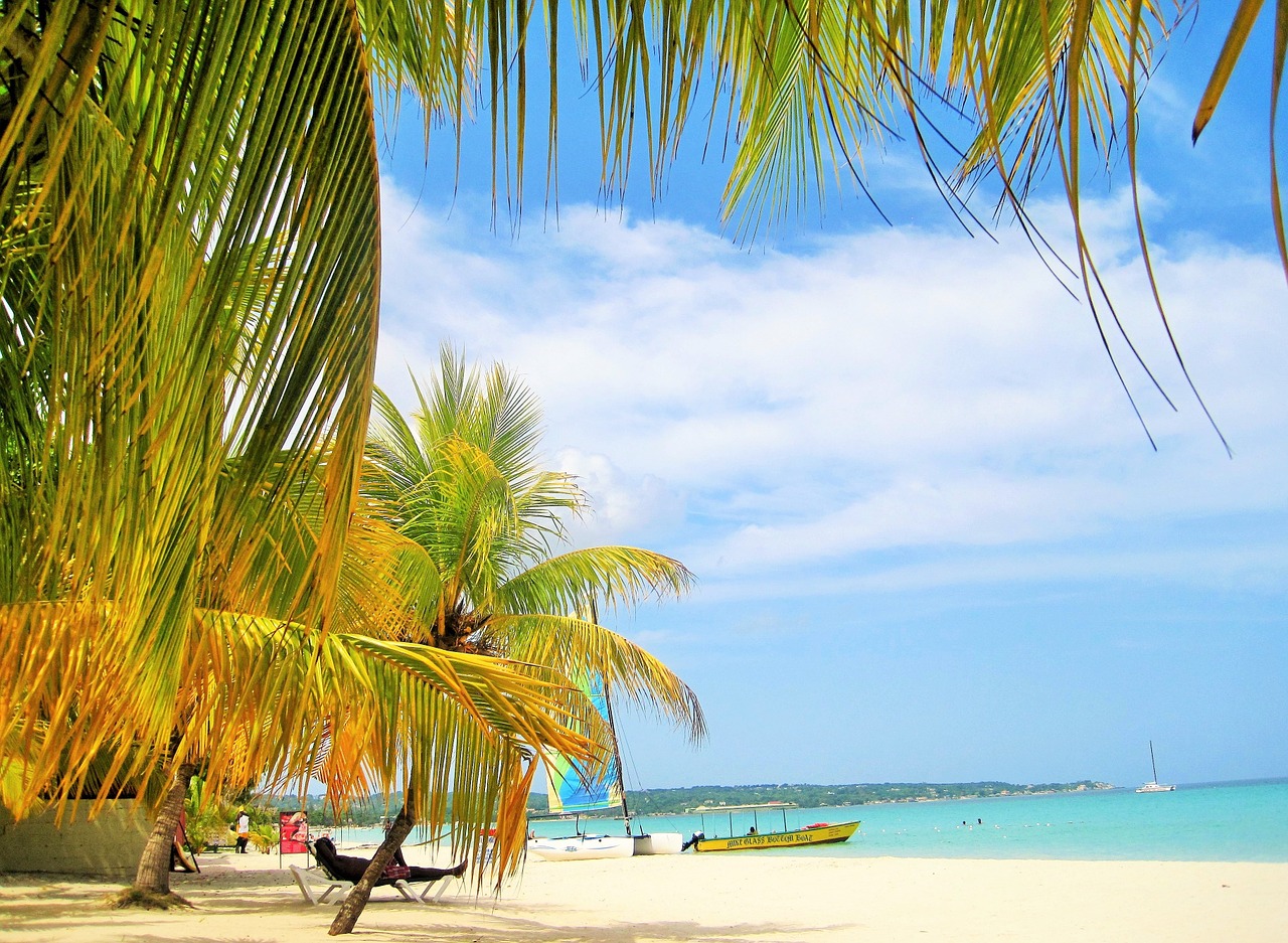 gorgeous jamaica palm trees free photo