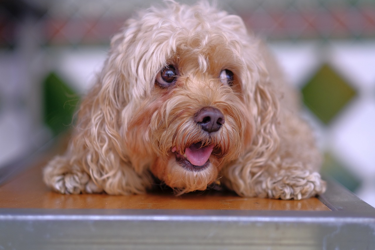 gorgeous puppy eyes free photo