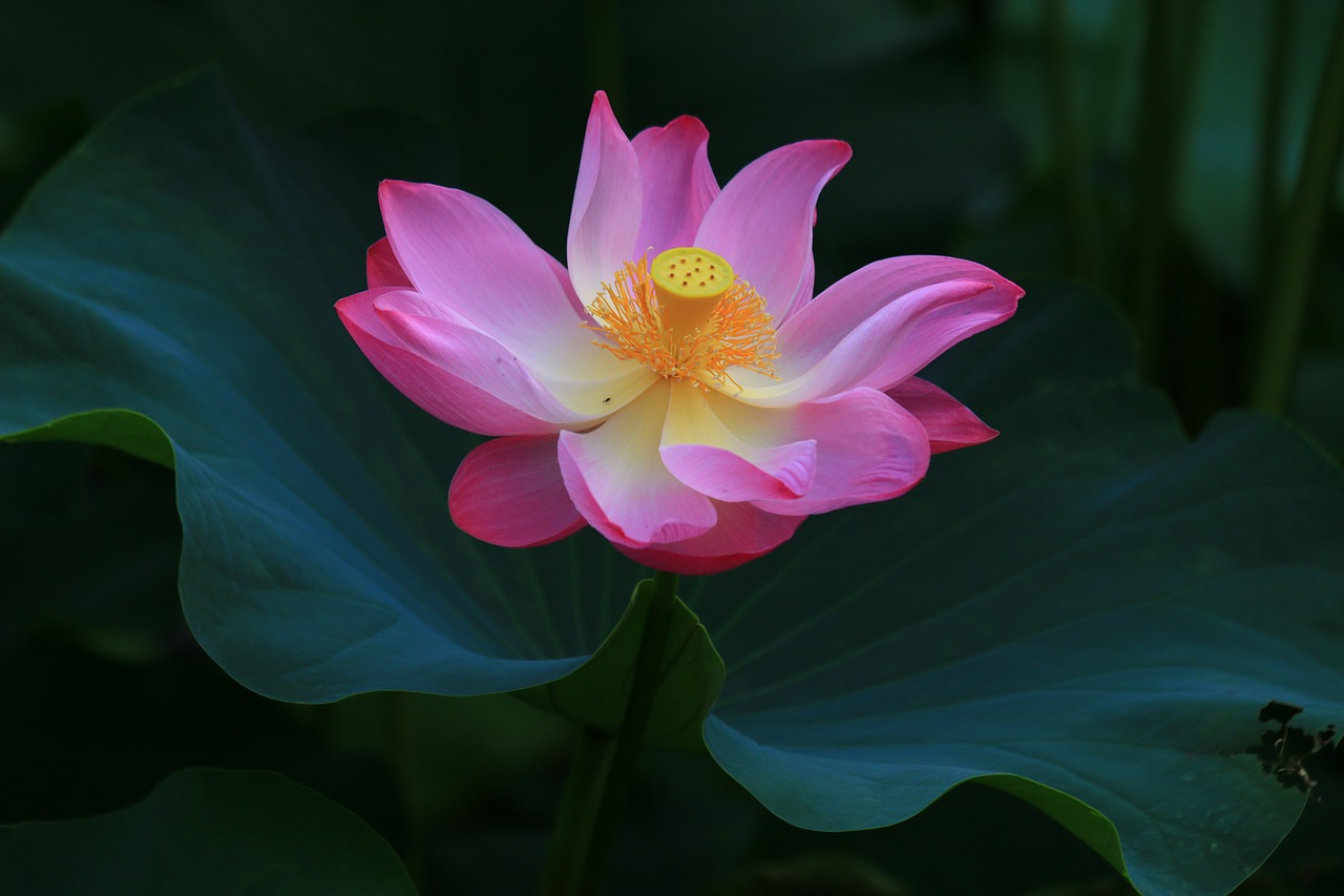 gorgeous beautiful lotus huashan free photo