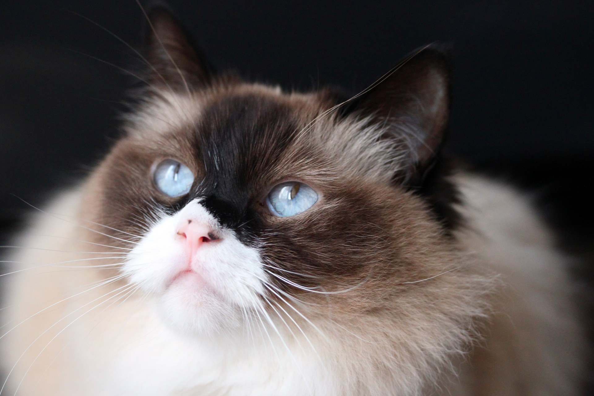 cat animal ragdoll free photo