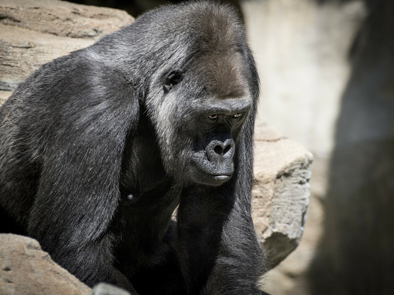 gorila monkey apes free photo