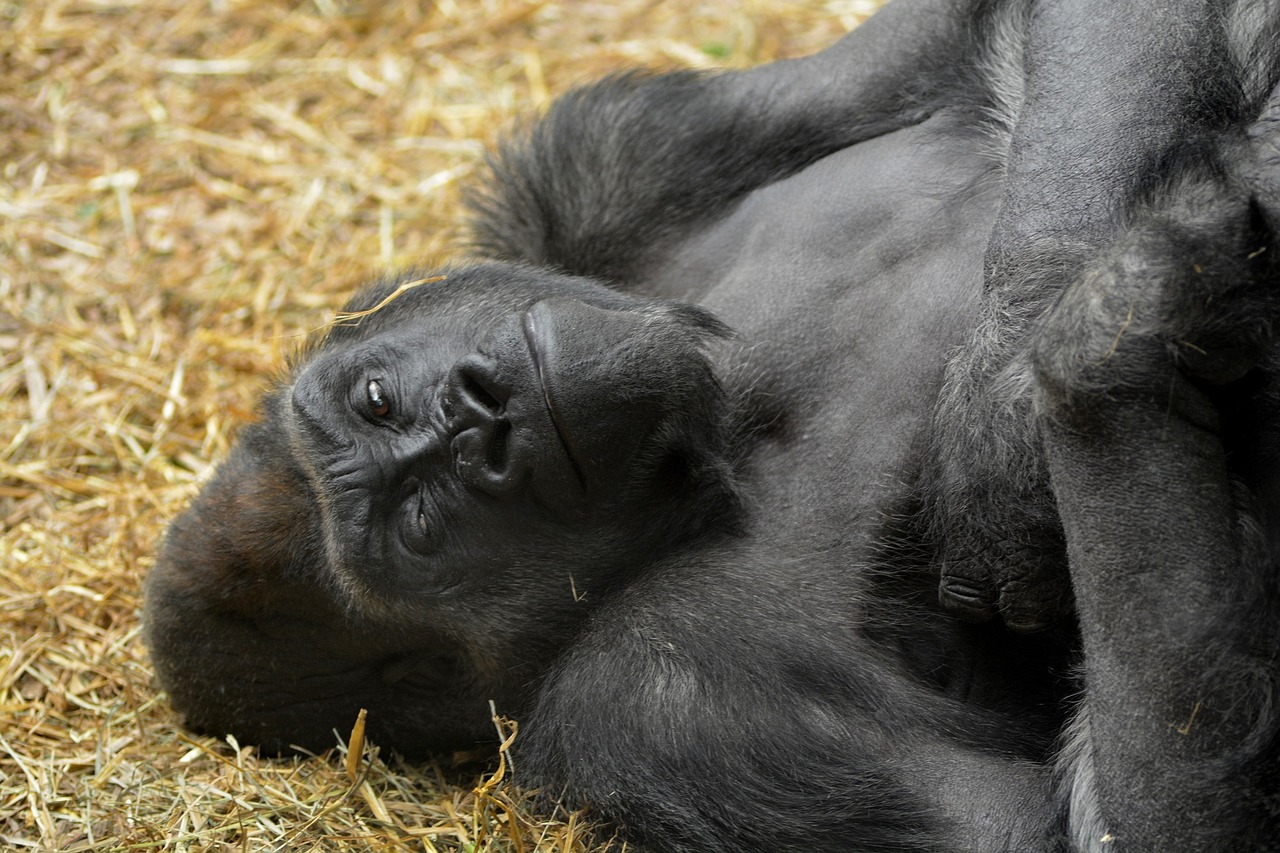 gorilla reclining resting free photo
