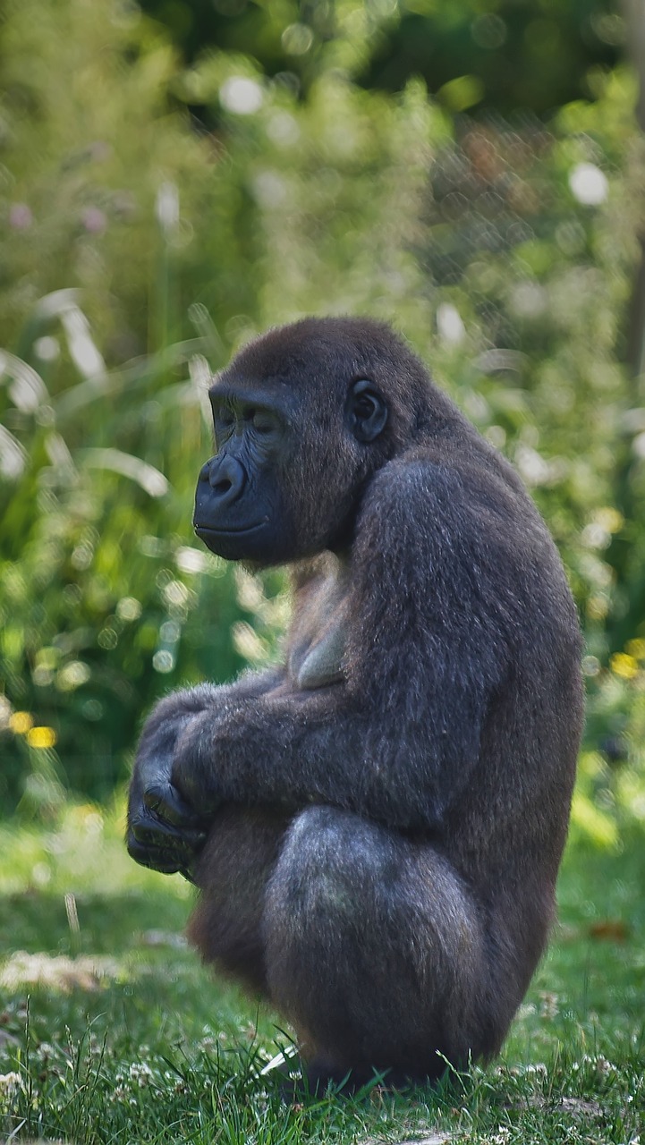 gorilla pregnancy zen free photo