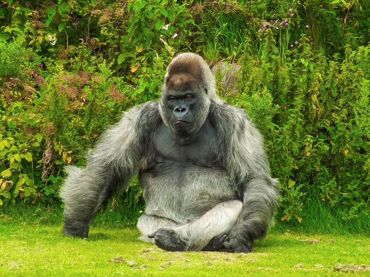 gorilla animal nature free photo