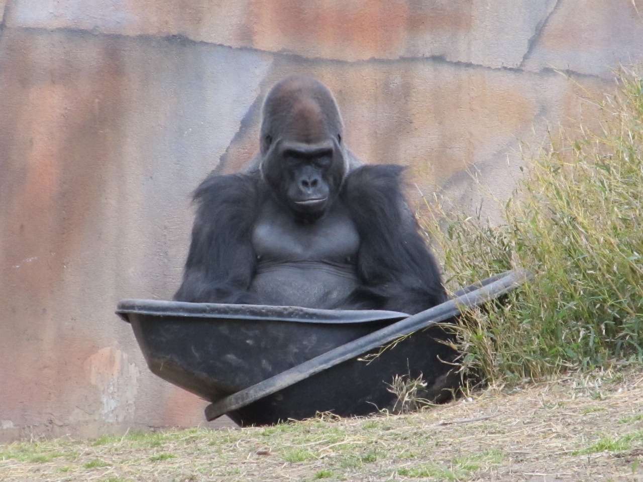 gorilla sitting zoo free photo