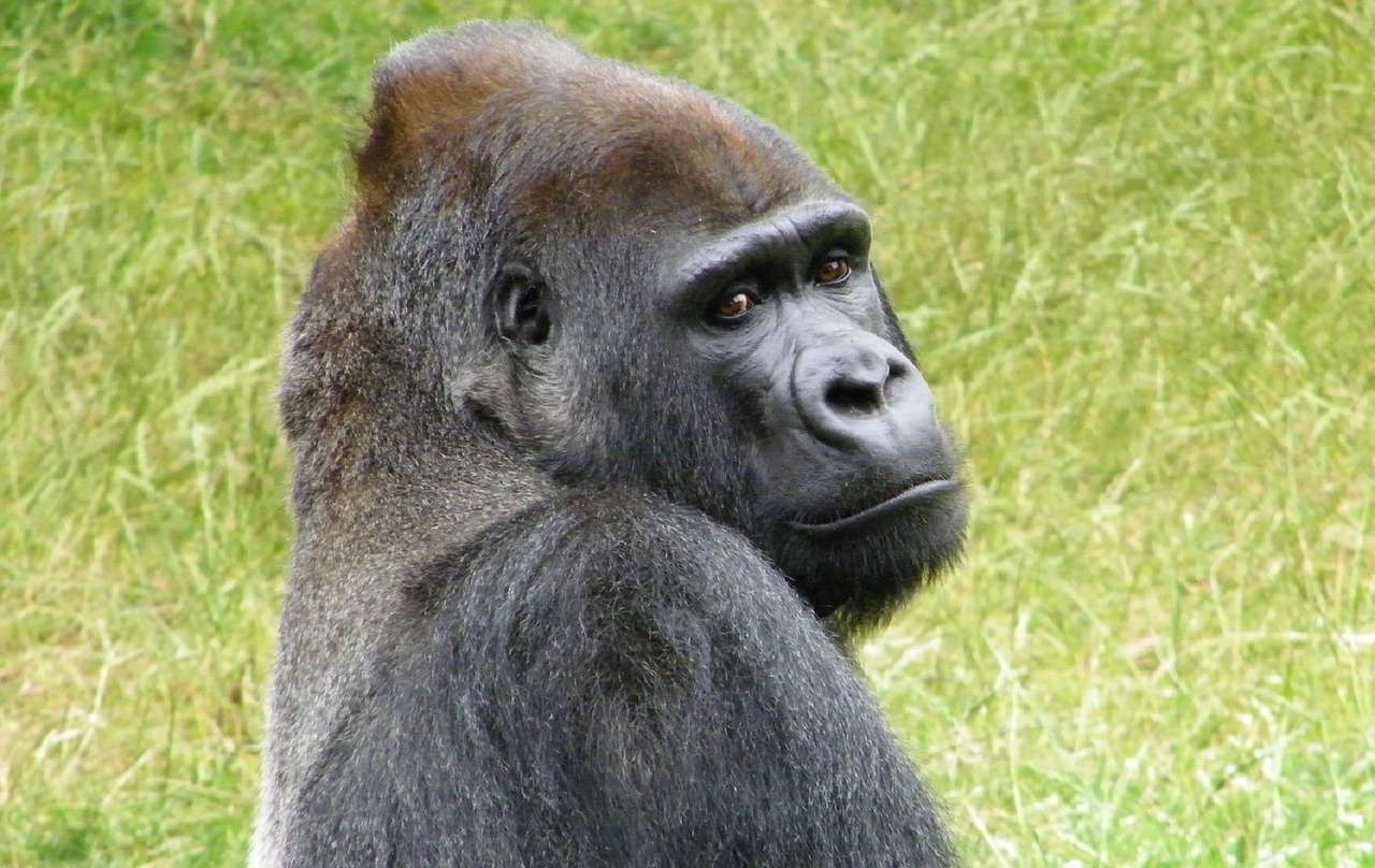gorilla sitting resting free photo