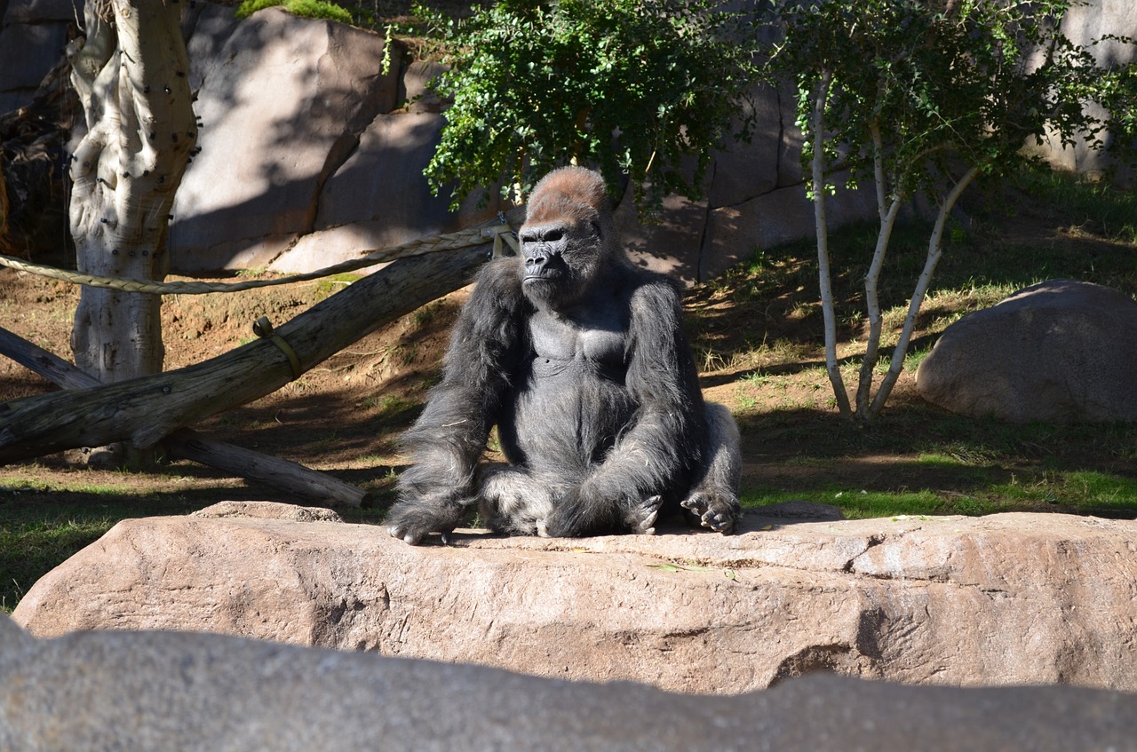 gorilla san diego zoo wildlife free photo