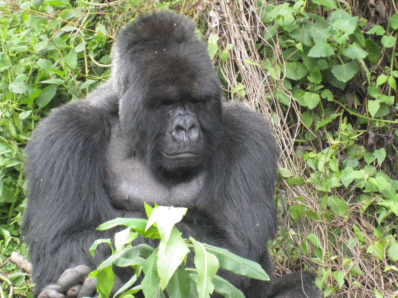 gorilla rwanda jungle free photo