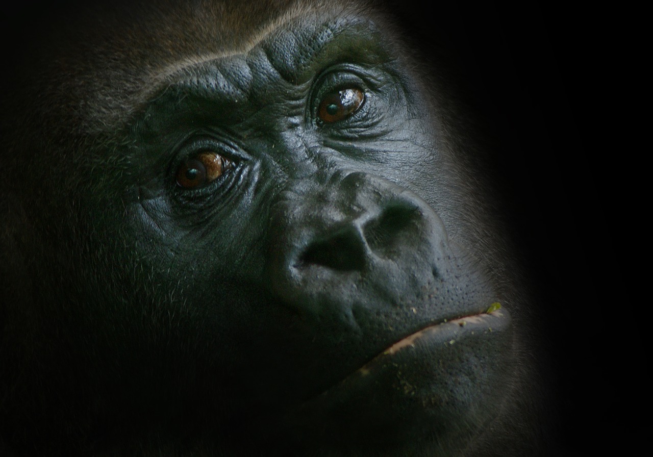 gorilla monkey zoo free photo