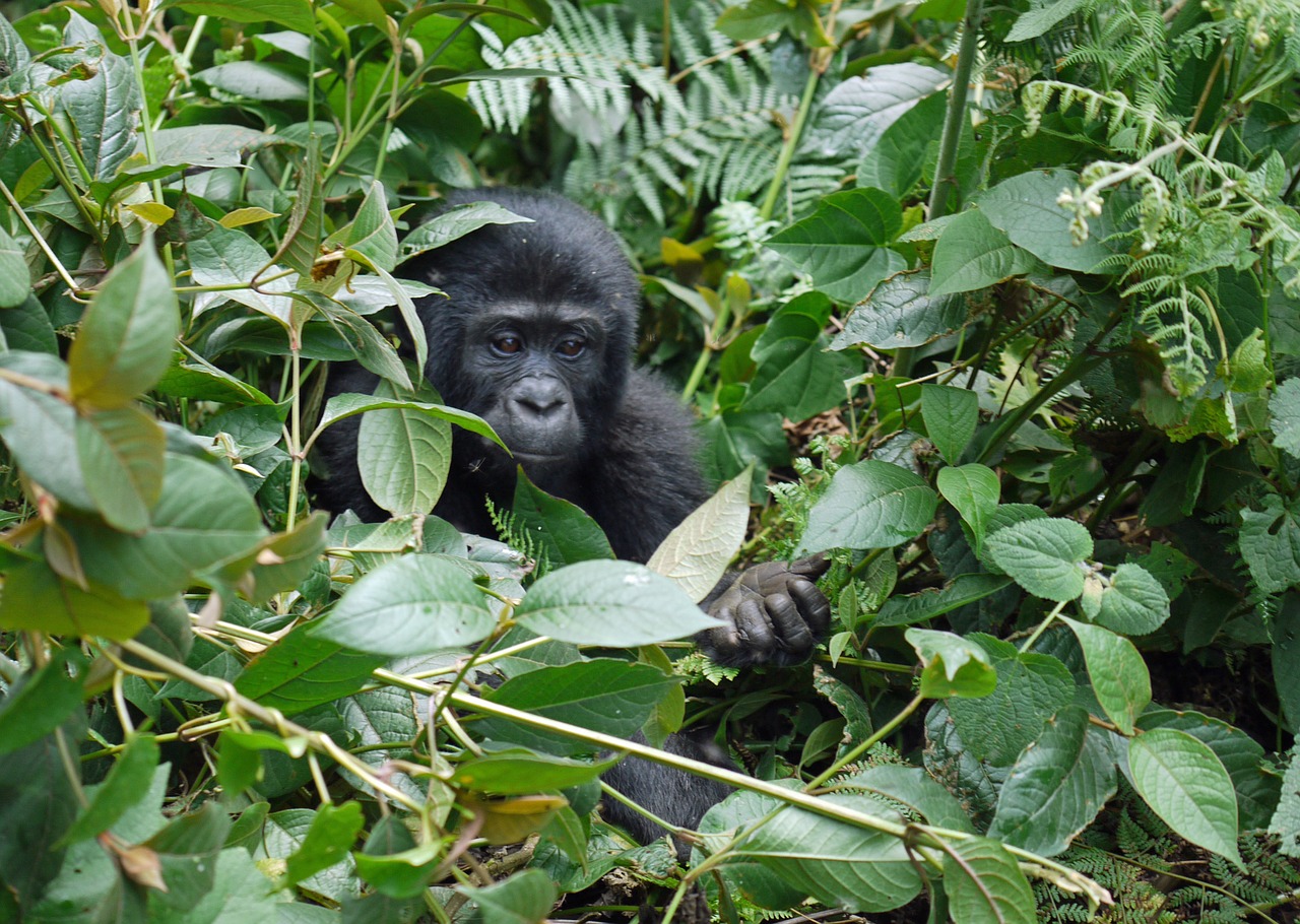 gorilla baby mountain gorilla free photo