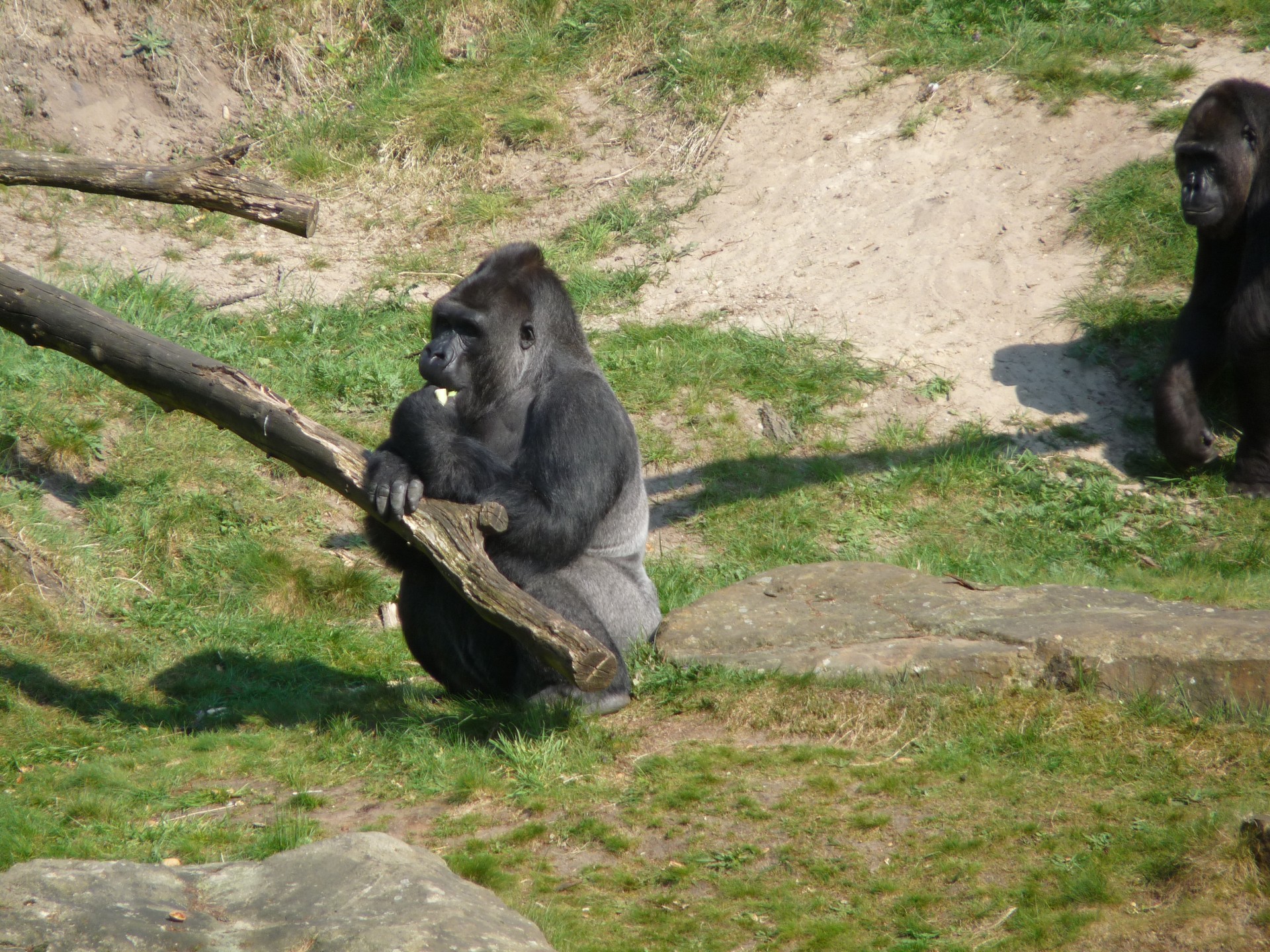 gorilla ape monkey free photo