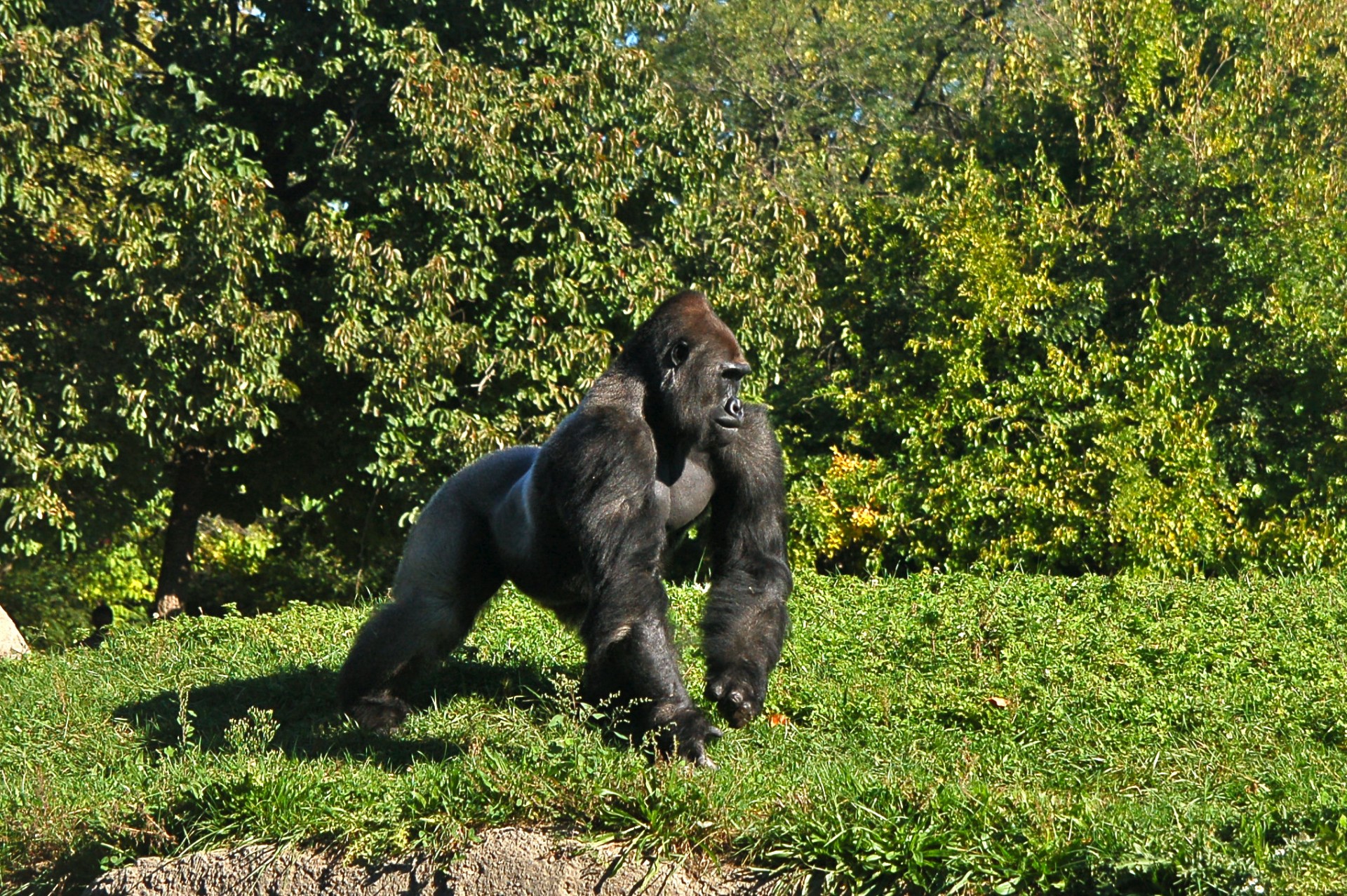 male gorilla gorilla free photo