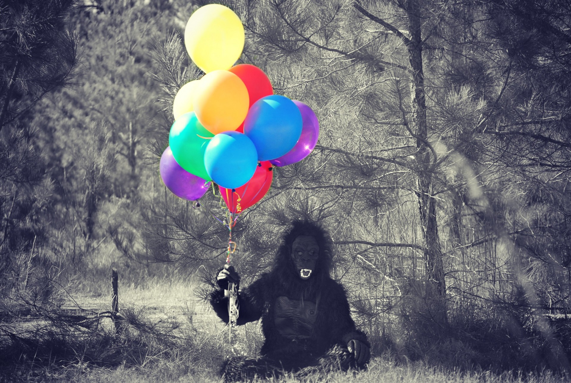 monkey sitting balloons free photo
