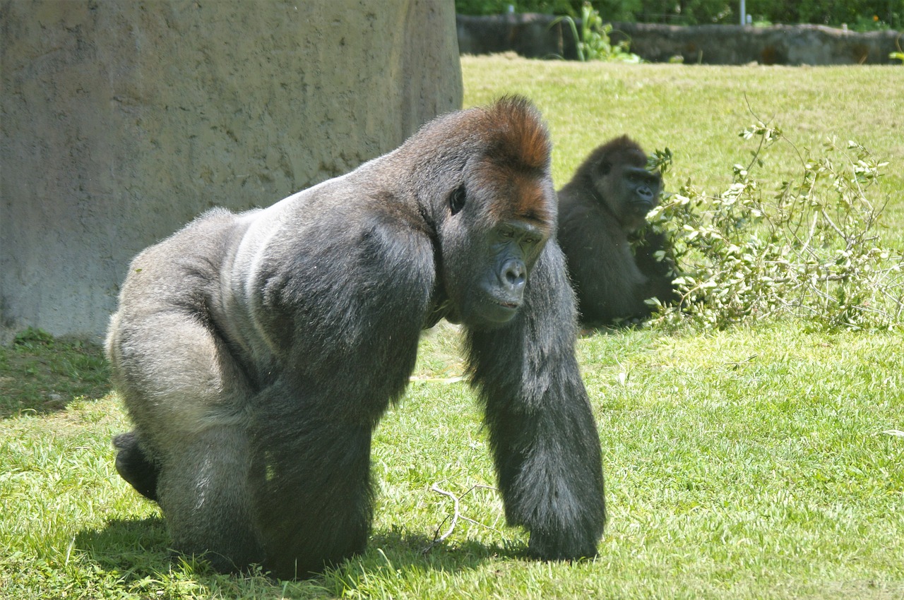 gorilla silverback ape free photo