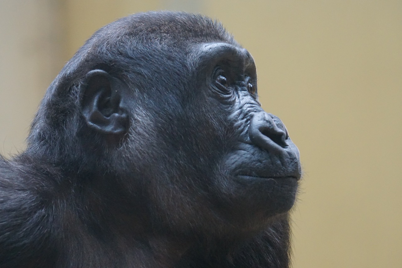gorilla ape primate free photo