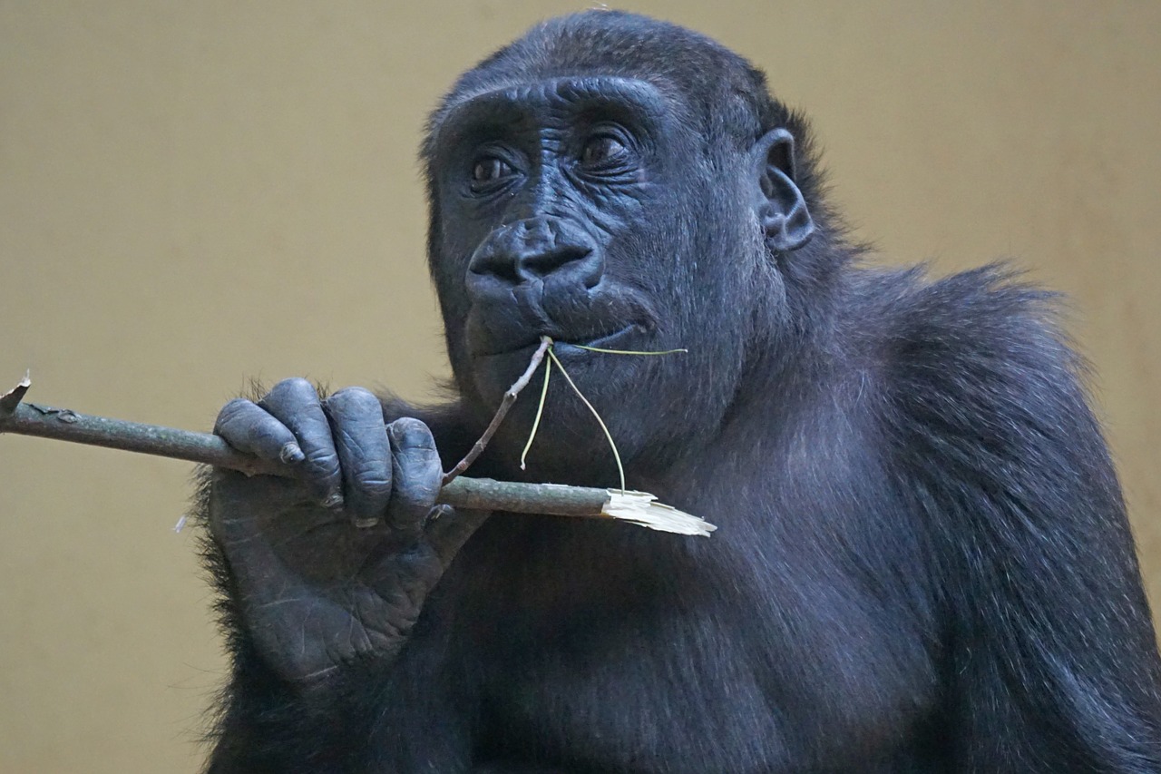 gorilla ape primate free photo