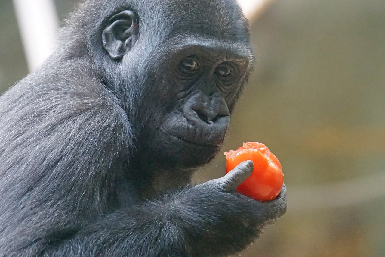 gorilla primate ape free photo