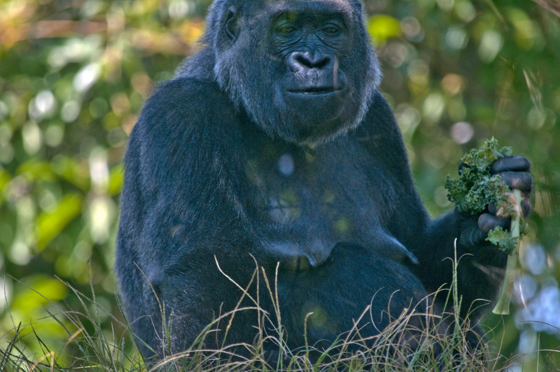 gorilla zoo animal free photo