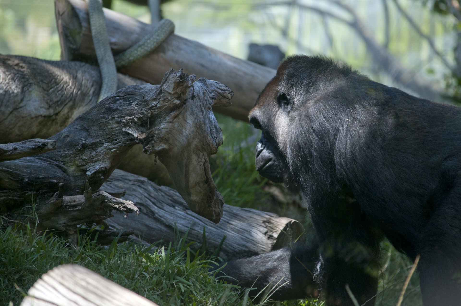 gorilla zoo animal free photo