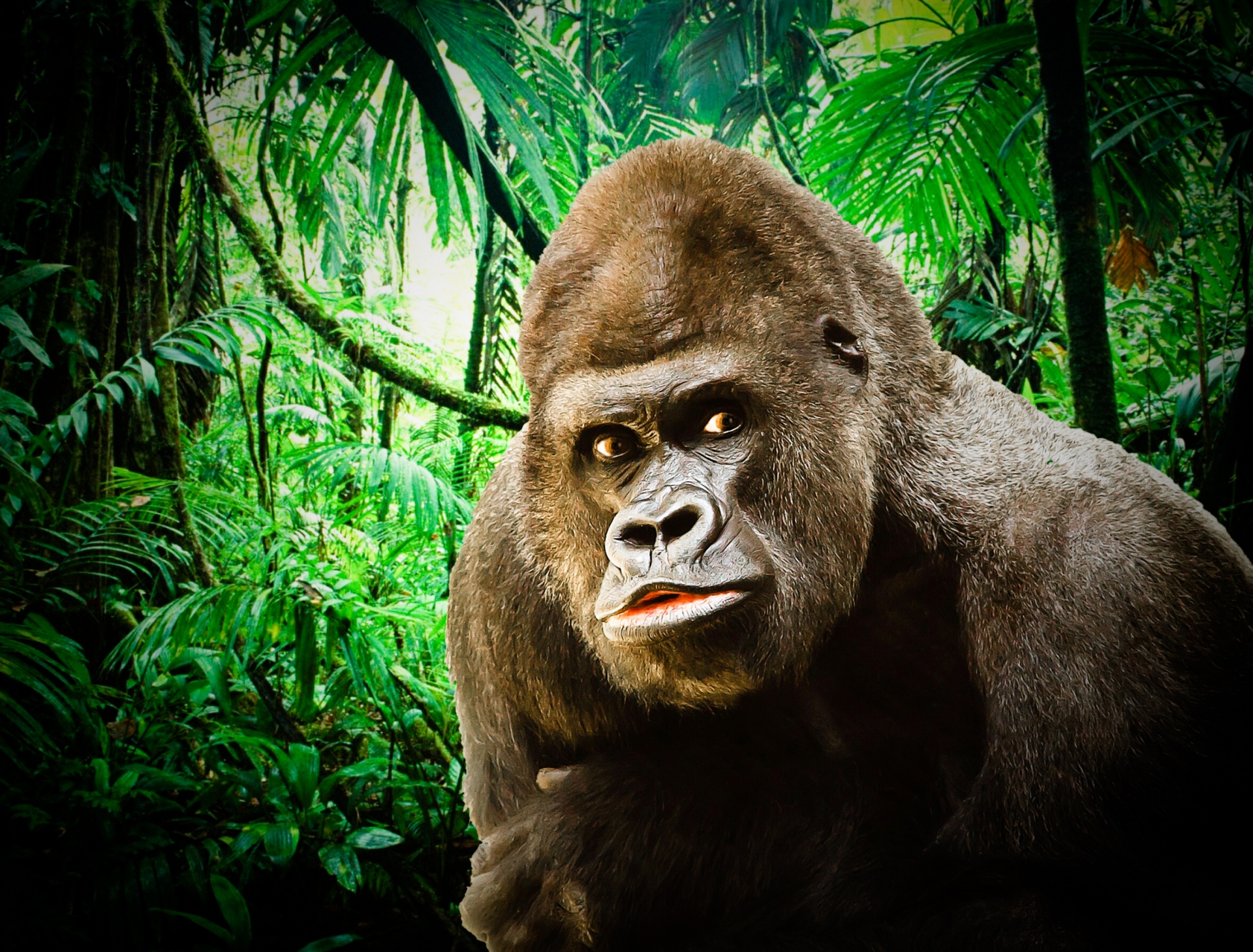 gorilla silverback gorilla ape free photo