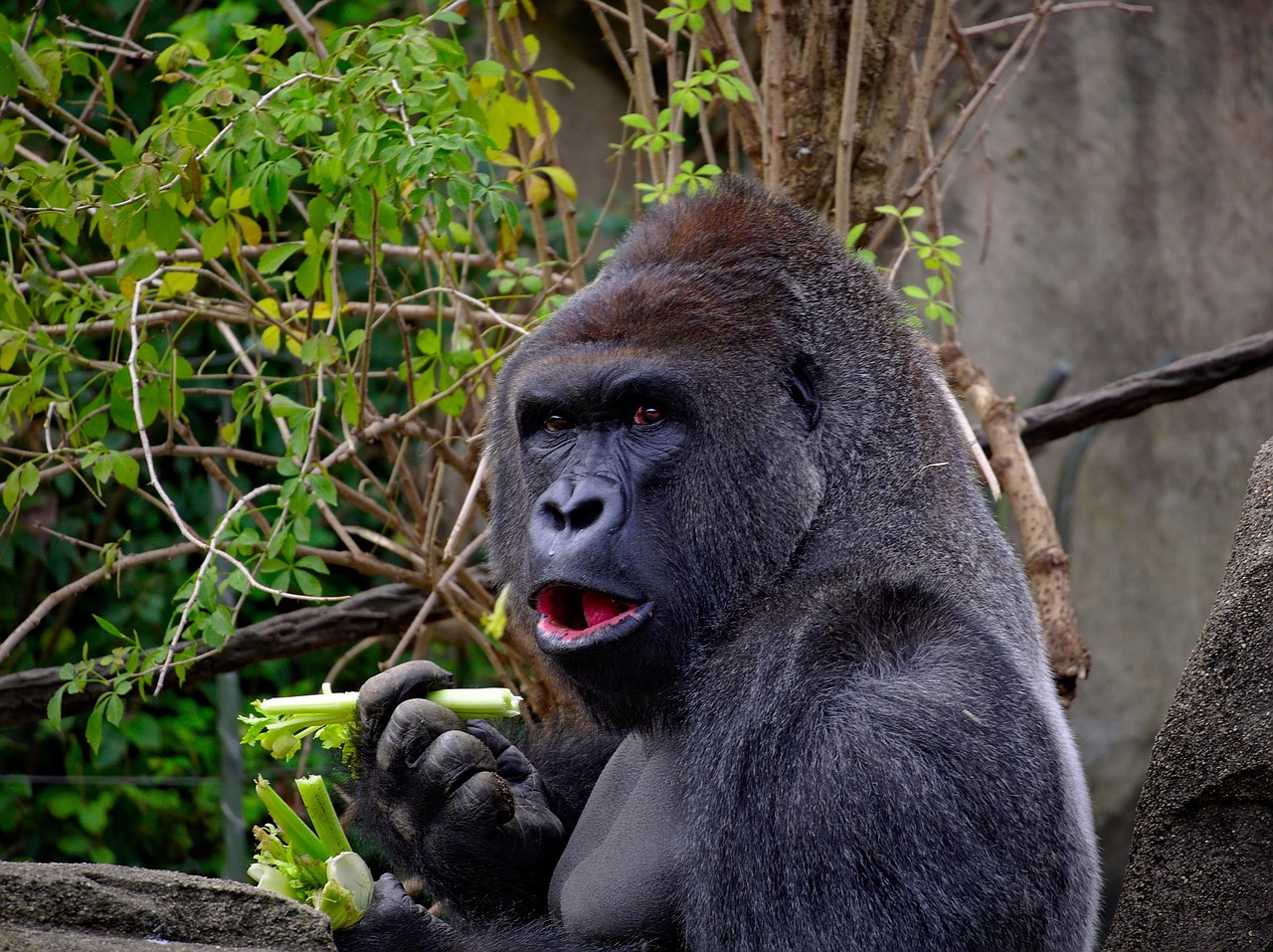 gorilla ape primate free photo