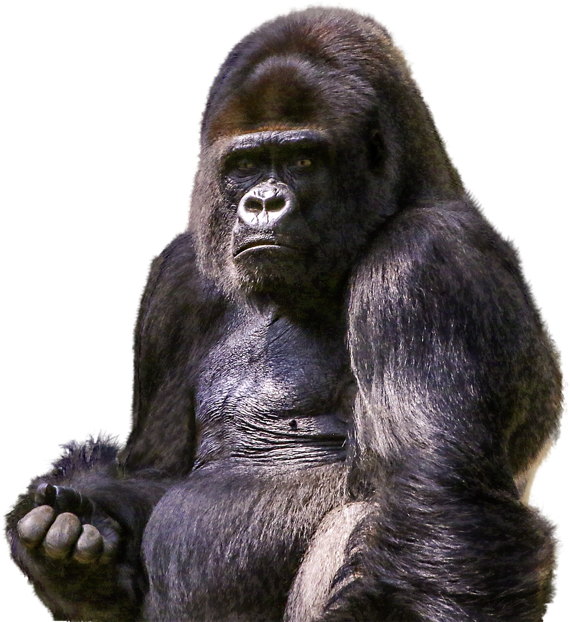 gorilla primate animal free photo