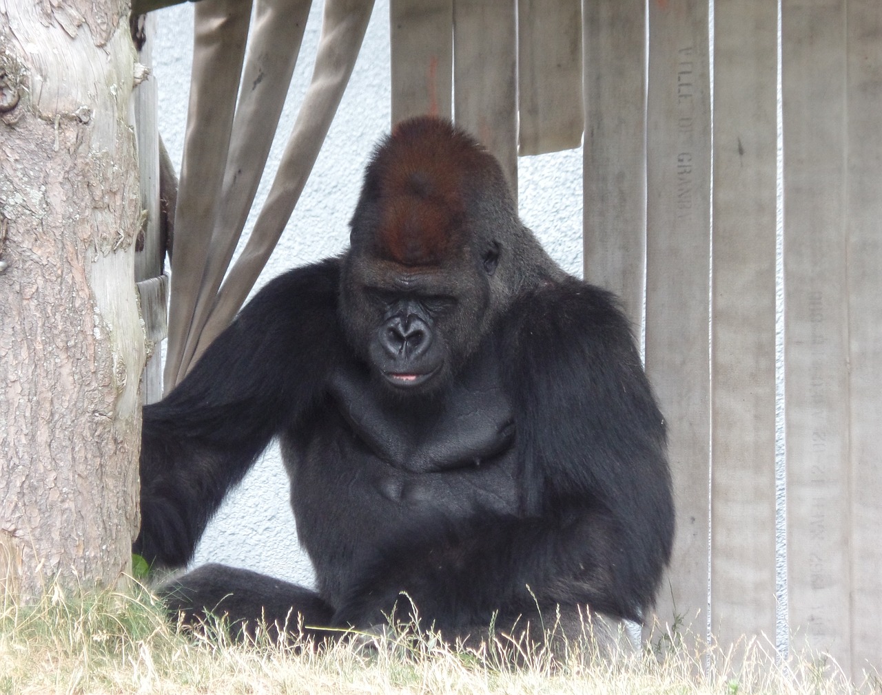 gorilla zoo nature free photo