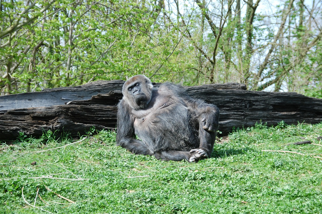 gorilla zoo monkey free photo