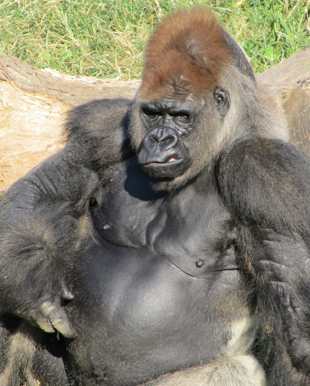 gorilla ape primate free photo