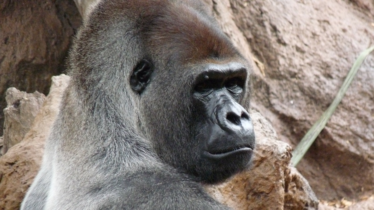 gorilla male endangered species free photo