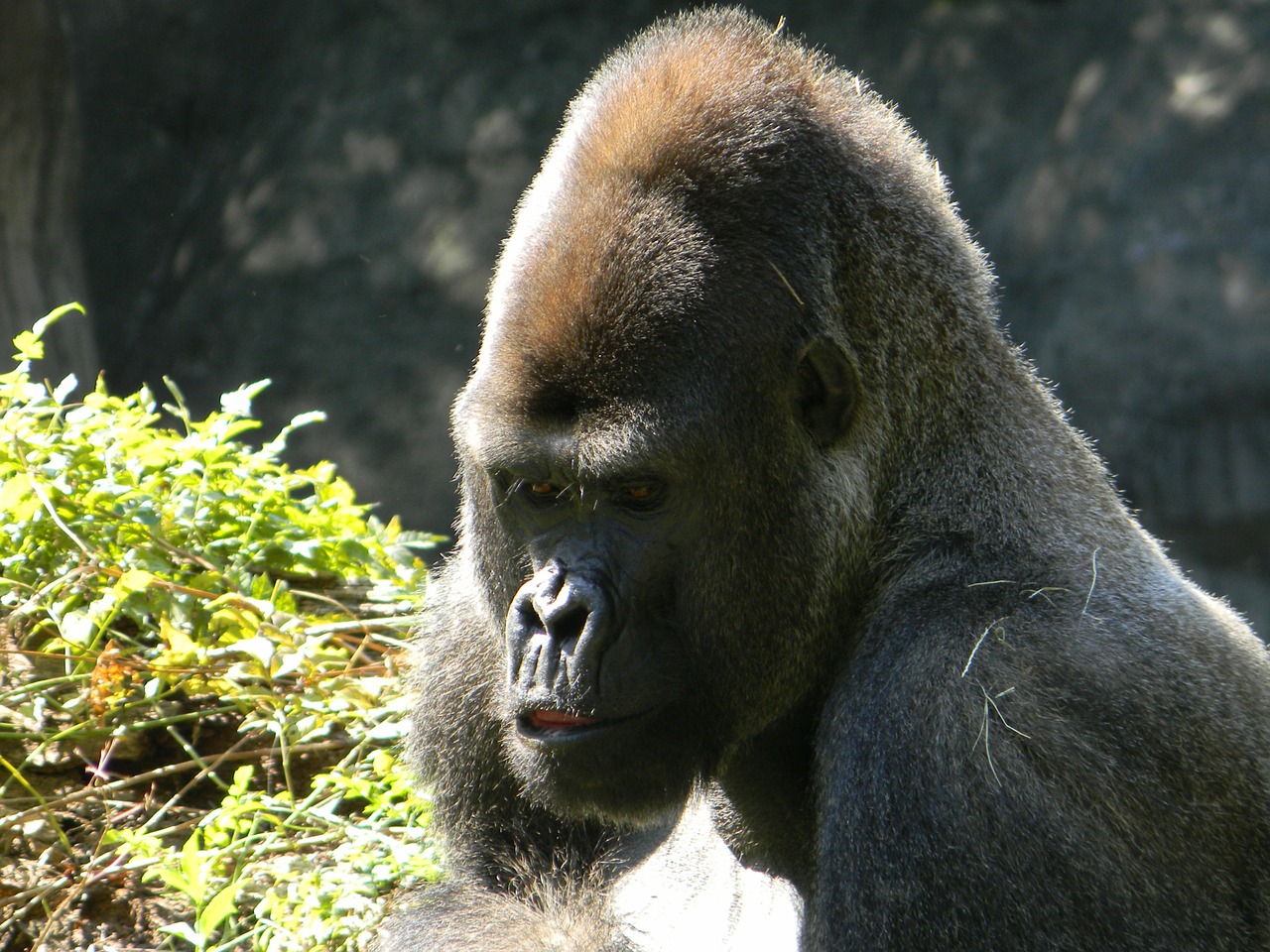gorilla silverback wildlife free photo