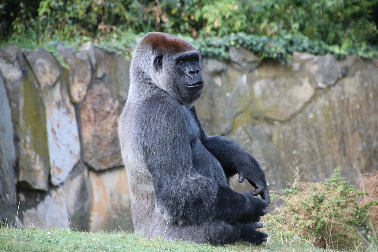 gorilla berlin zoo free photo