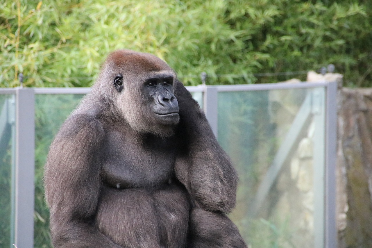 gorilla berlin zoo free photo