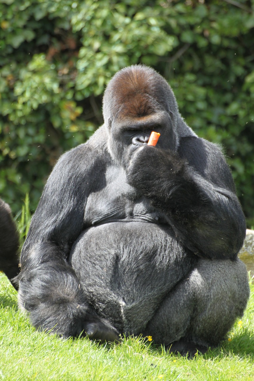 gorilla astonishment monkey free photo