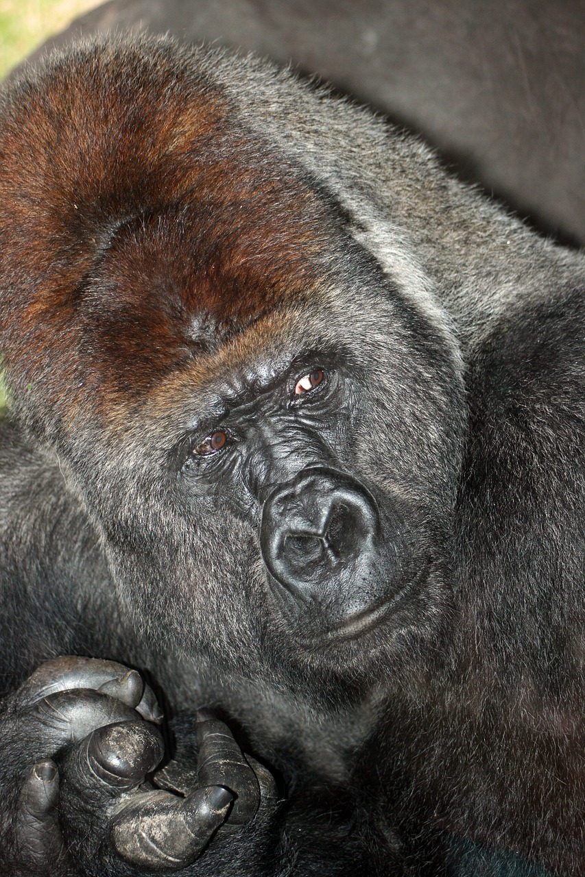 gorilla finger natural free photo