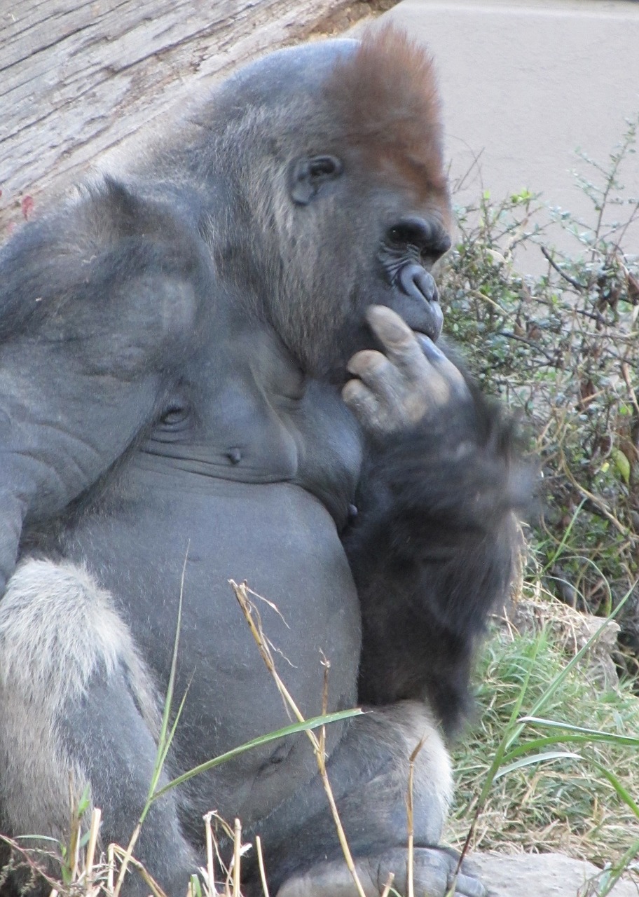 gorilla sitting thinking free photo