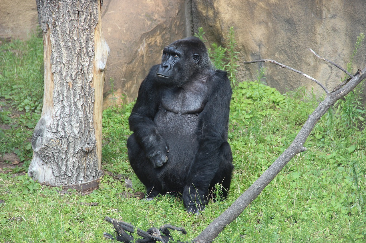gorilla zoo moscow zoo free photo