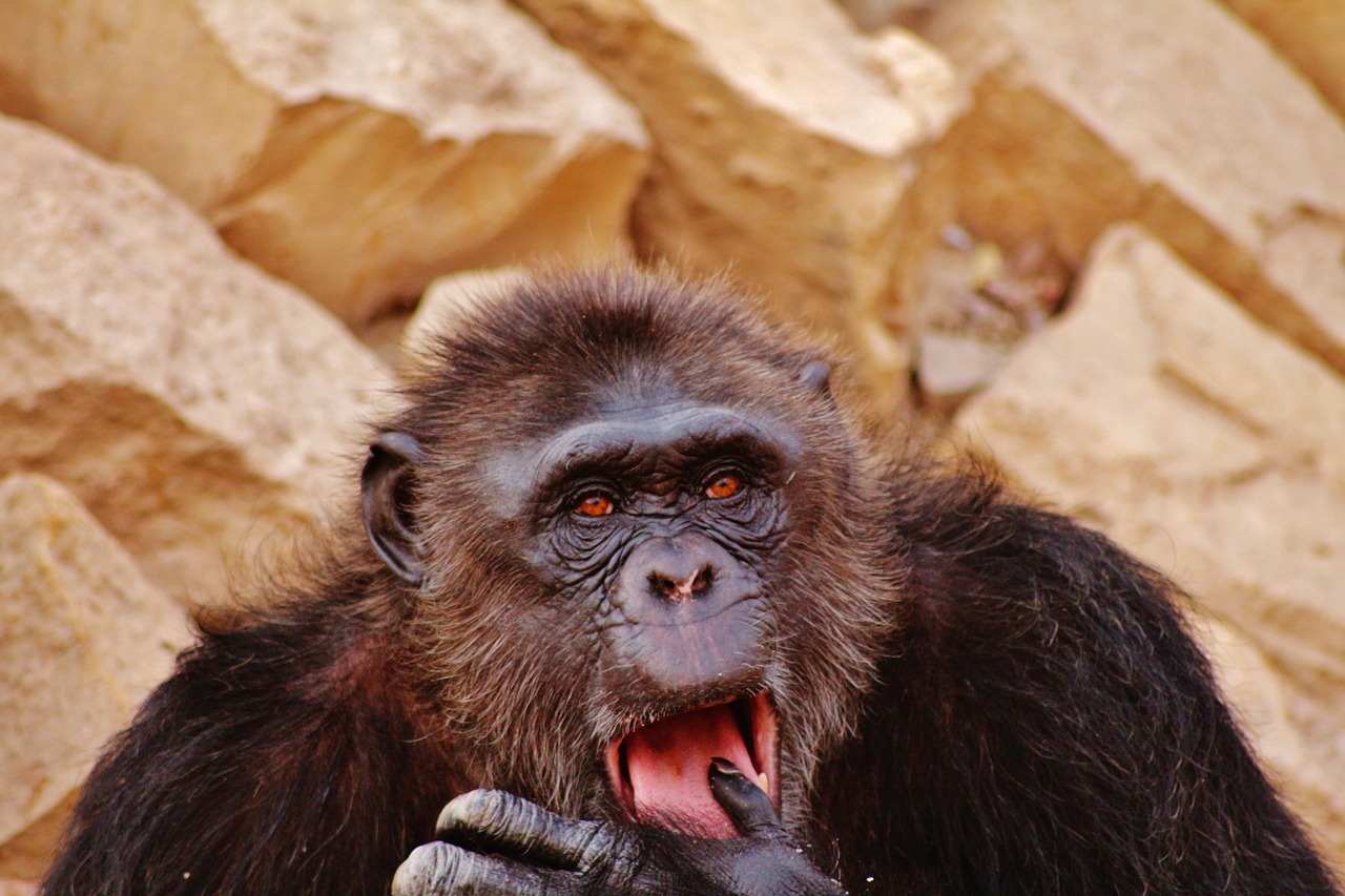 gorilla wildlife congo free photo