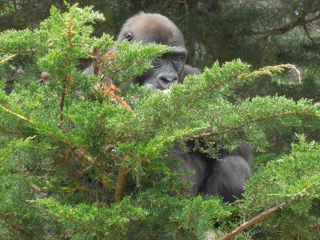 gorilla animal primate free photo