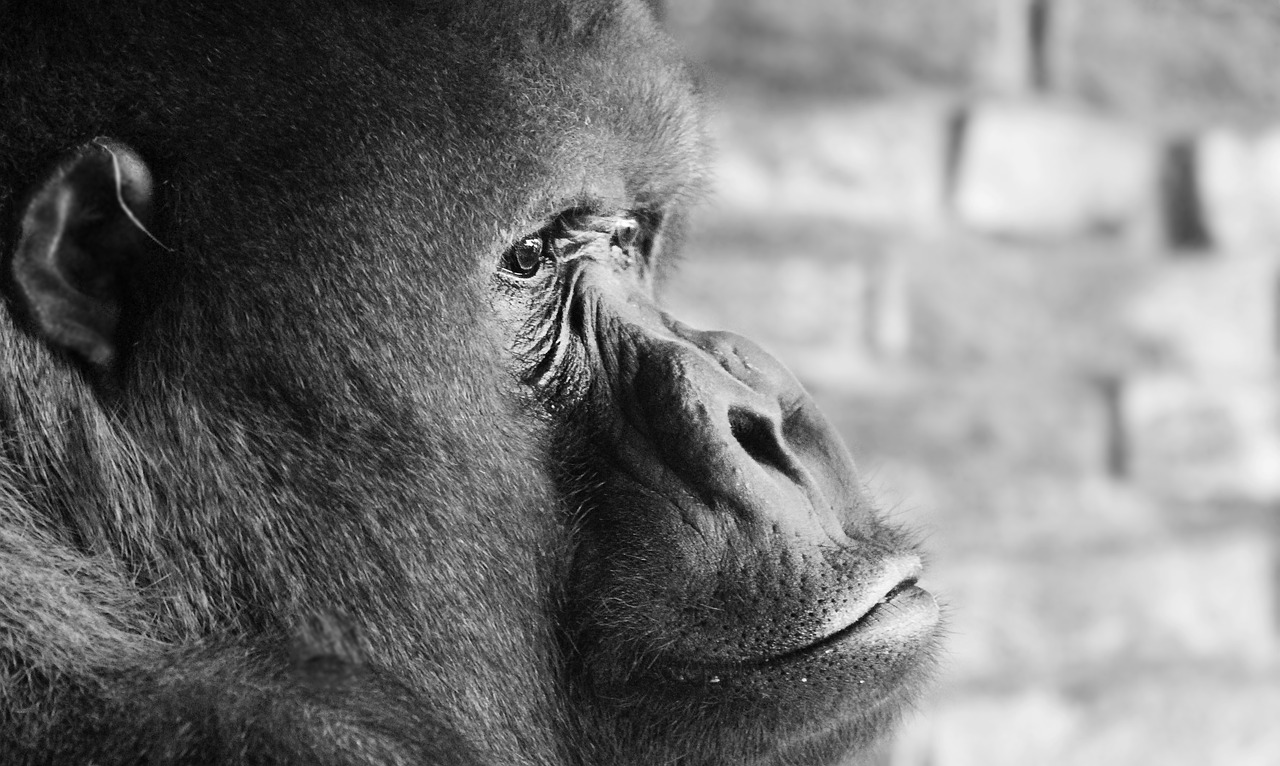 gorilla silverback thinking free photo