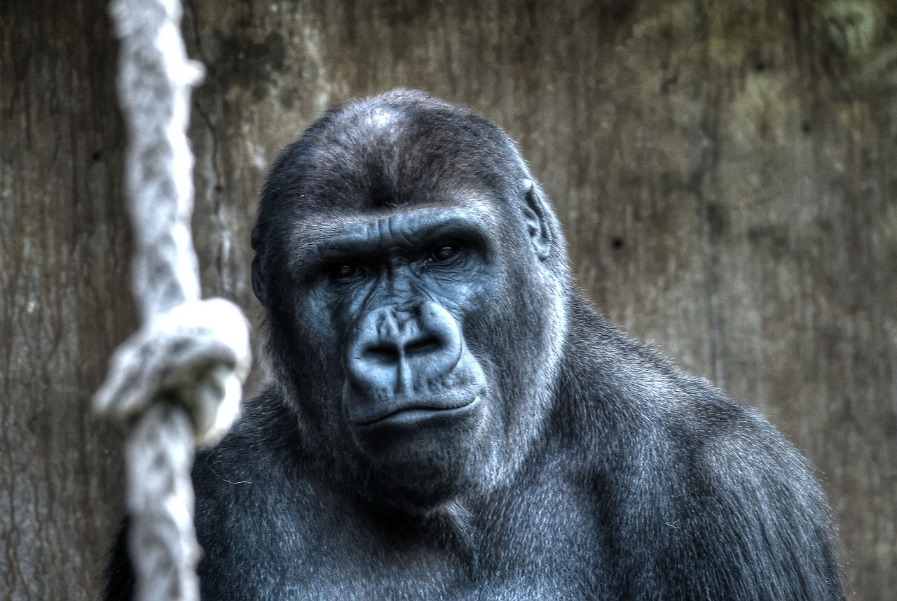 gorilla monkey blijdorp free photo